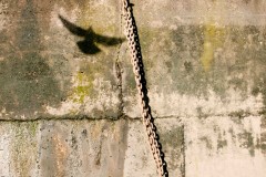 Seagull and chain