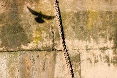 Seagull and Chain