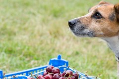 Cherry Picking, Jamie Magazine