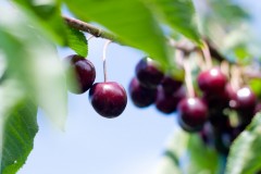 Cherry Picking, Jamie Magazine