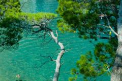 Trees, Sa Tuna, Begur, Catalonia, Spain