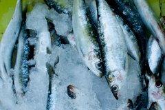 Sardine Festival, Eiras Galicia, Spain